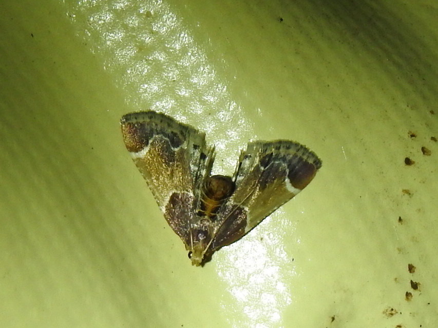Pyralis farinalis - lisztilonca