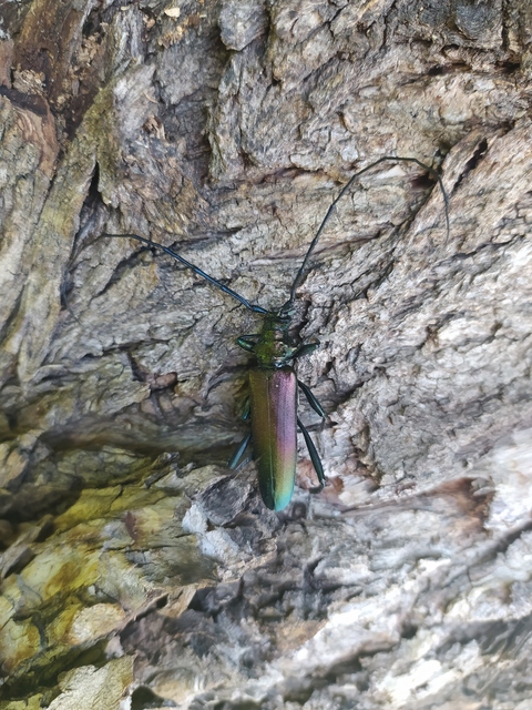 Aromia moschata - pézsmacincér