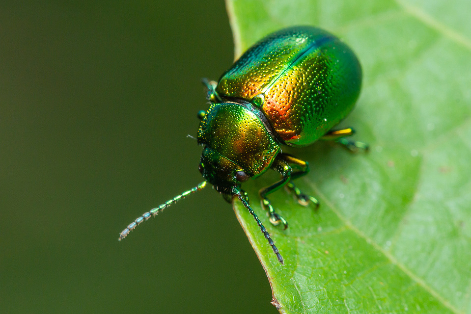 Chrysolina graminis - zöld varádicslevelész