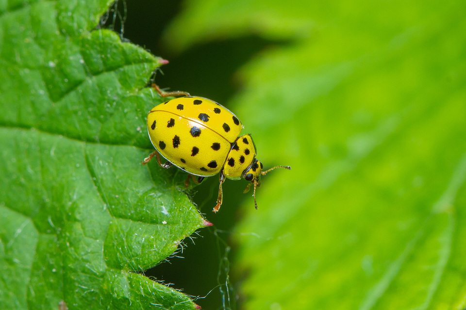 Psyllobora vigintiduopunctata - huszonkétpettyes katica