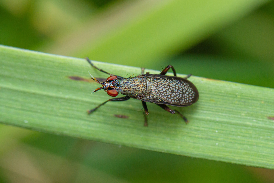 Coremacera marginata