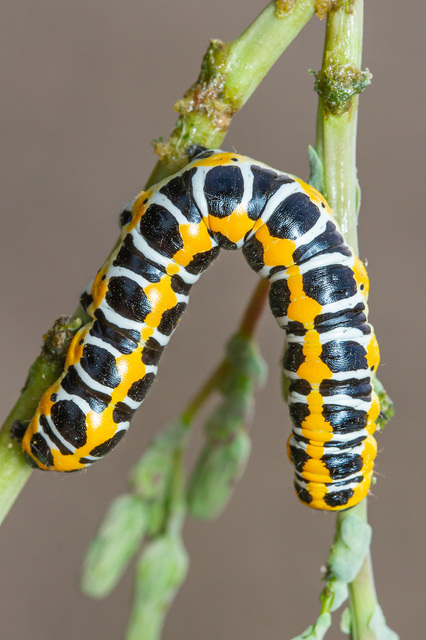 Cucullia lactucae - saláta-csuklyásbagoly