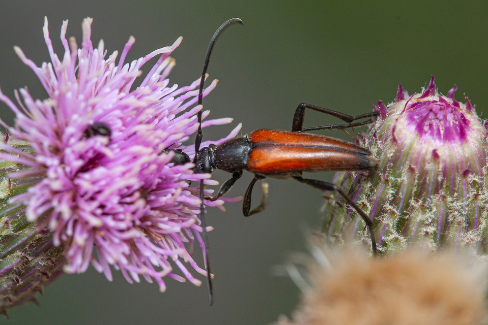 Stenurella melanura - feketevégű karcsúcincér