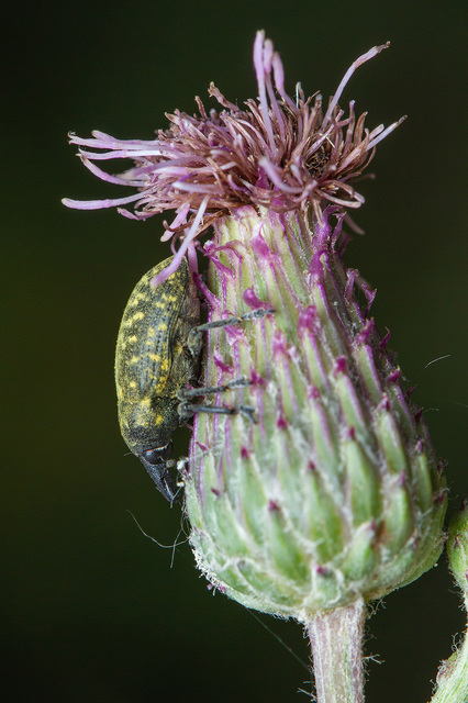 Larinus turbinatus - kúposorrú púderbarkó
