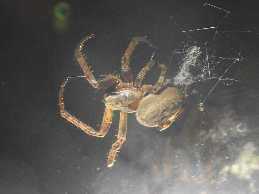 Larinioides ixobolus - ereszalji keresztespók