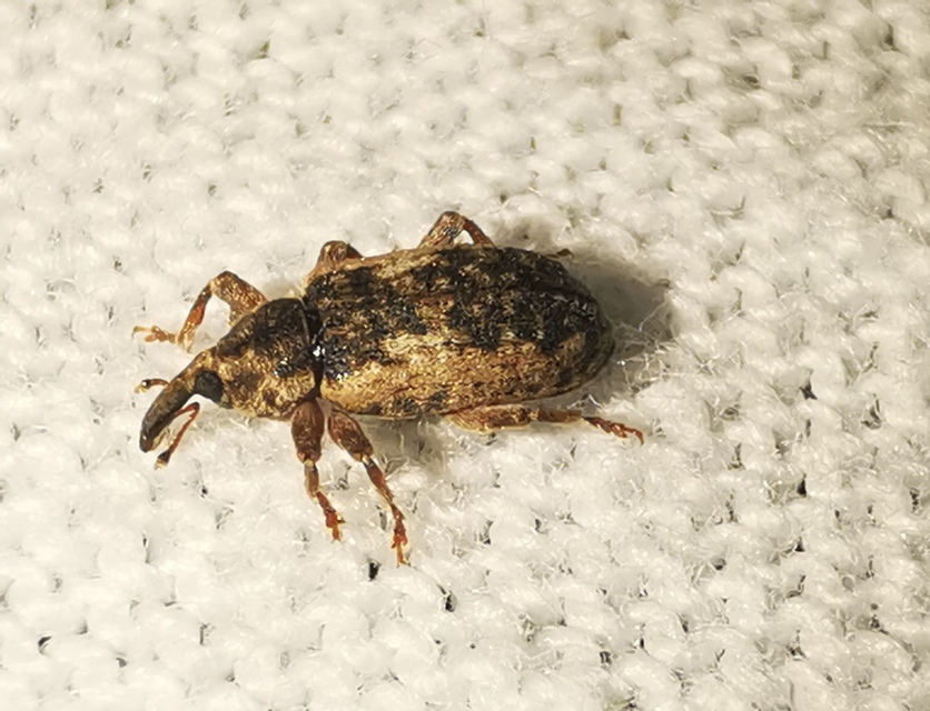 Dorytomus ictor - szegélyes hangormányos