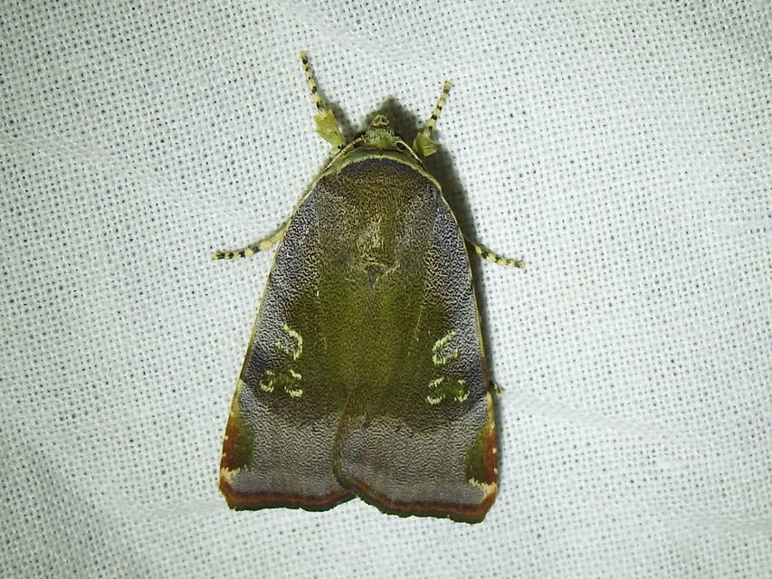 Noctua janthe/janthina