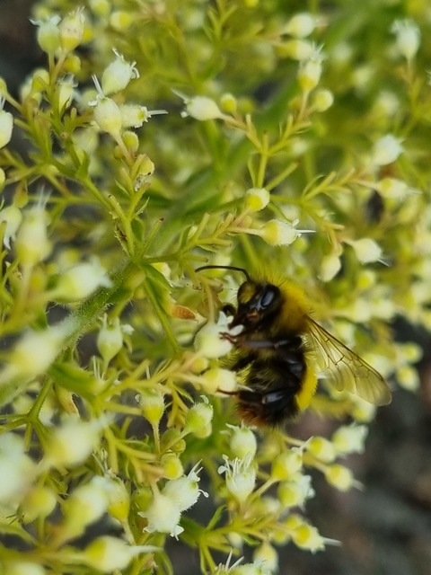 Bombus haematurus - mediterrán poszméh