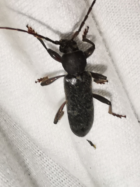 Trichoferus campestris - szállóvendég éjicincér