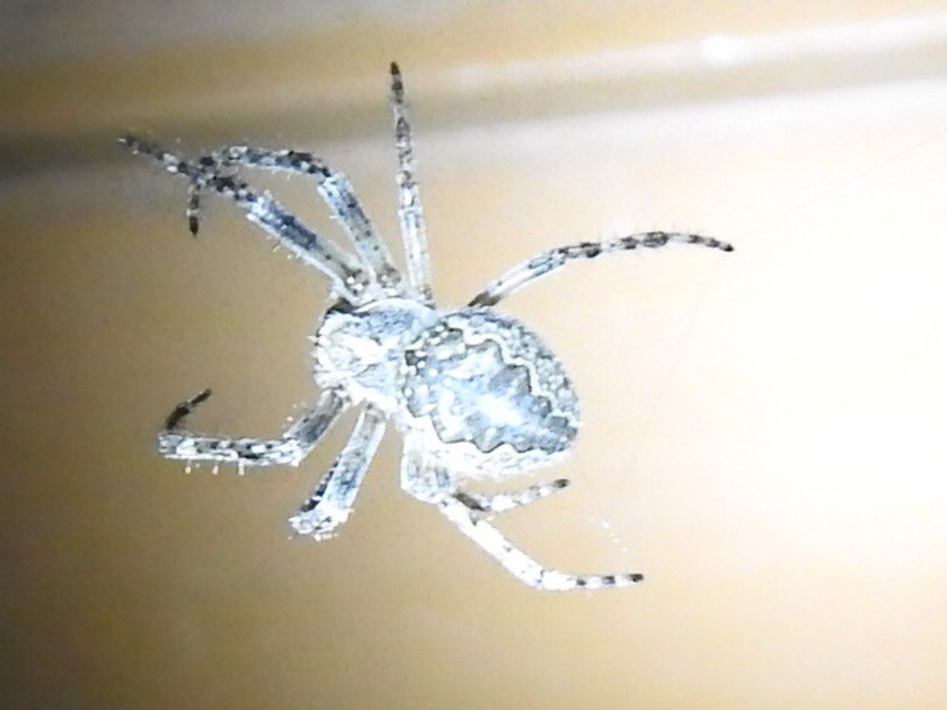 Larinioides ixobolus - ereszalji keresztespók