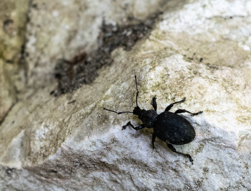 Otiorhynchus ligustici - vincellér-gyalogormányos
