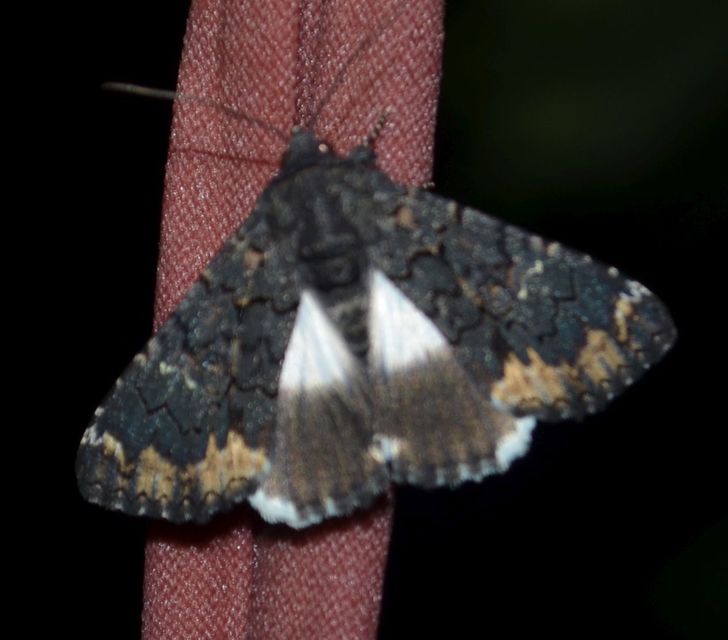 Catephia alchymista - fekete övesbagoly