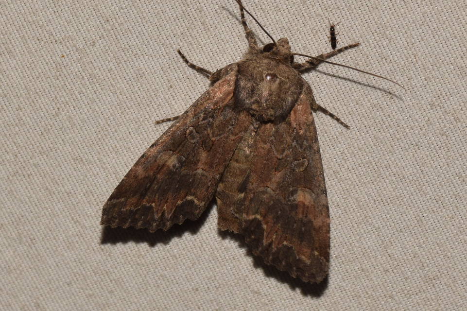 Lacanobia amurensis - homoki kertibagoly