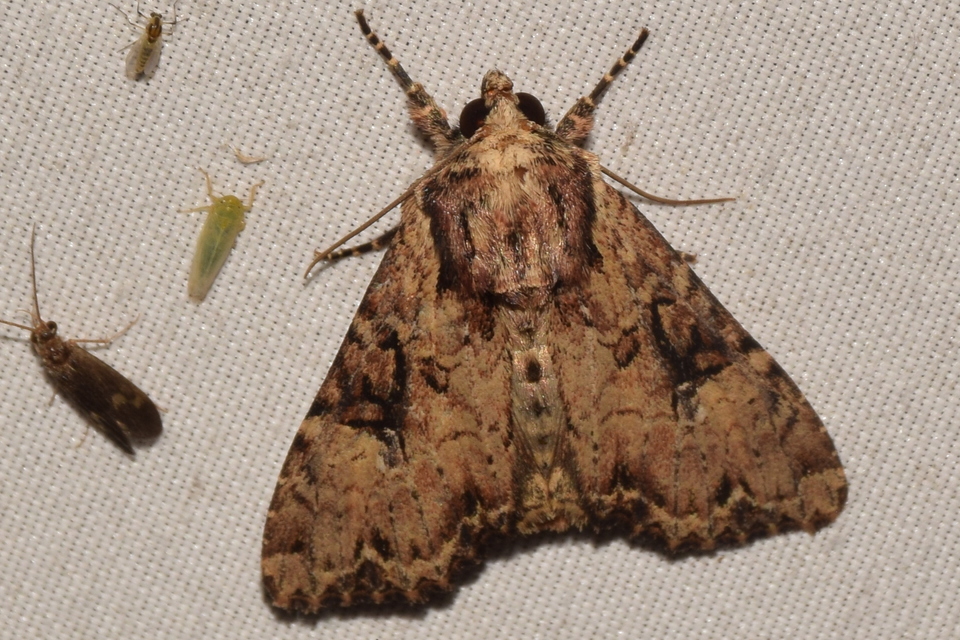 Apamea epomidion - vörösbarna dudvabagoly