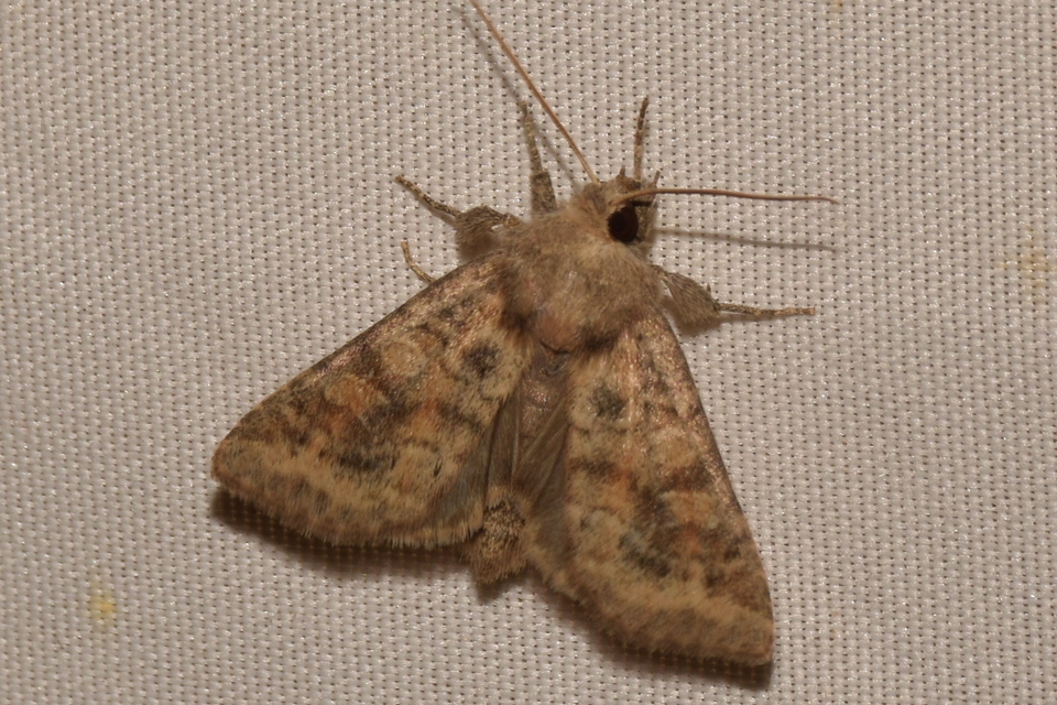 Parastichtis suspecta - sötét erdeibagoly