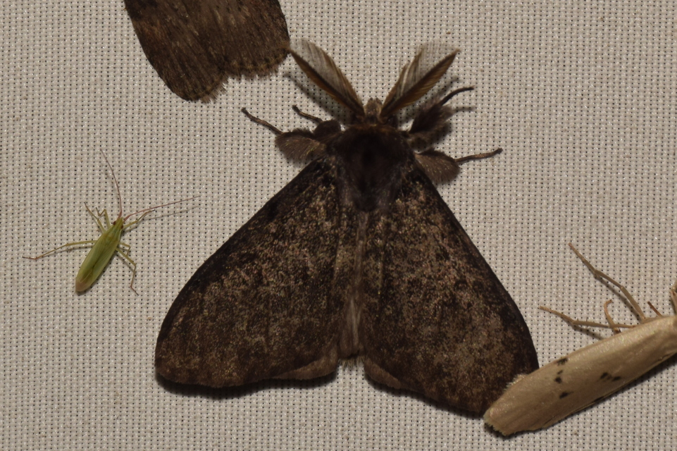 Lymantria monacha - apácalepke