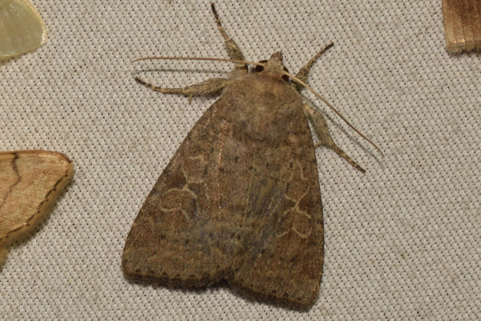 Parastichtis suspecta - sötét erdeibagoly
