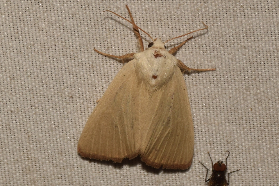 Arenostola phragmitidis - selymes nádibagoly
