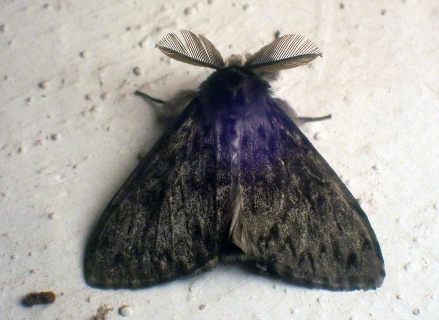 Lymantria monacha - apácalepke