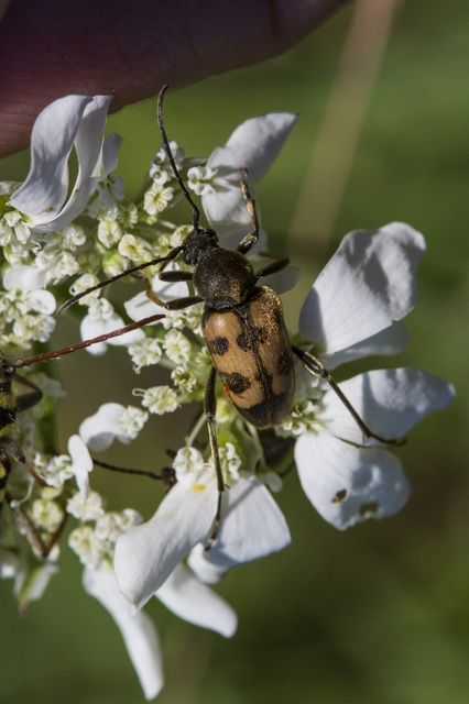 Pachytodes erraticus - rajzos virágcincér