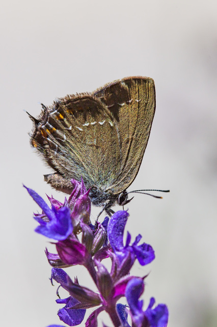 Satyrium ilicis - tölgyfa-csücsköslepke