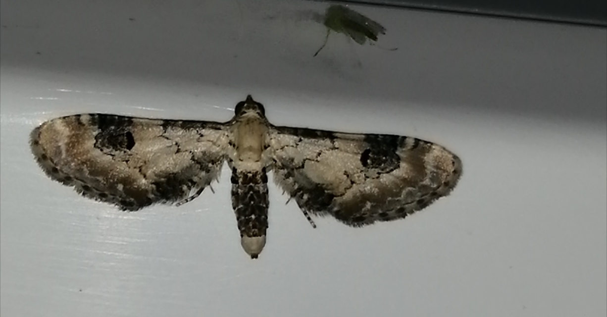 Eupithecia centaureata - búzavirág-törpearaszoló