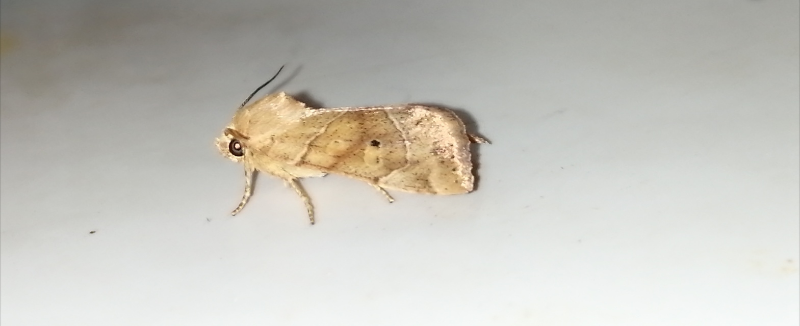 Cosmia trapezina - közönséges lombbagoly