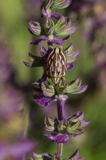 Odontotarsus purpureolineatus - tarka pajzsospoloska