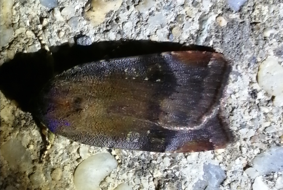Noctua janthe/janthina
