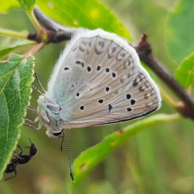 Polyommatus daphnis - csipkés boglárka