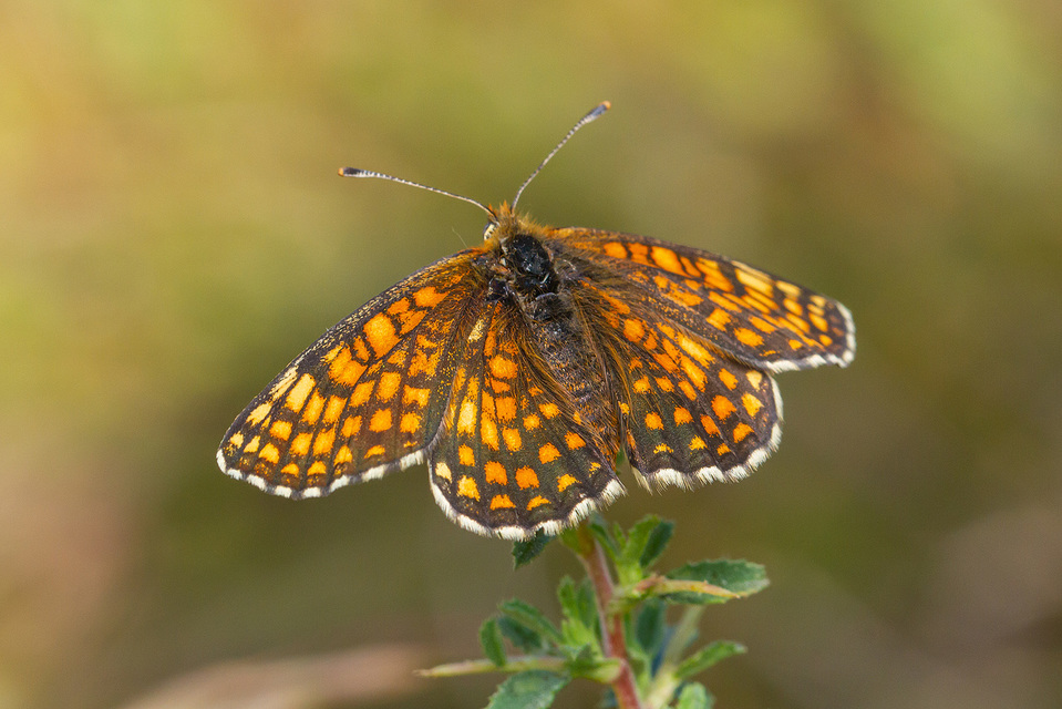 Melitaea aurelia - recés tarkalepke