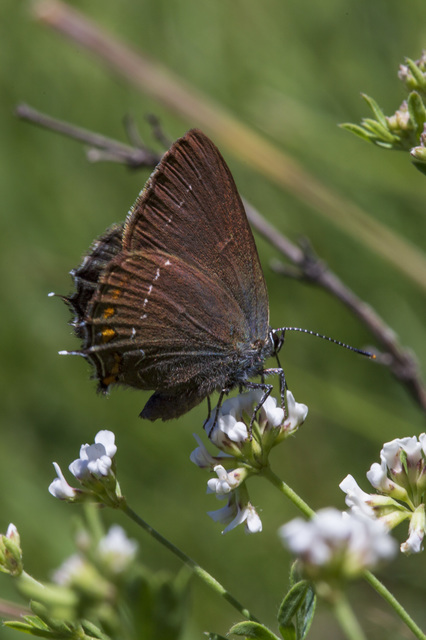Satyrium ilicis - tölgyfa-csücsköslepke