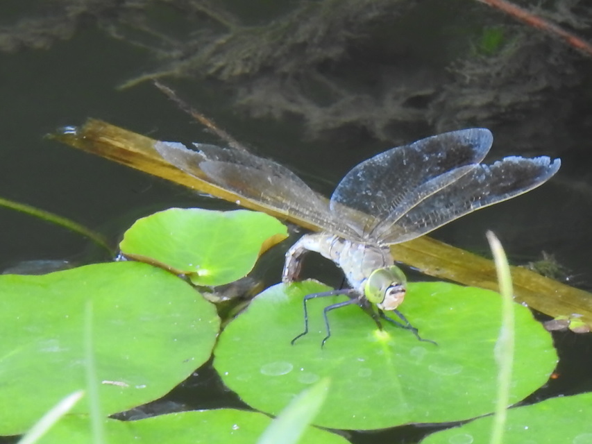 Anax parthenope - barna óriásacsa