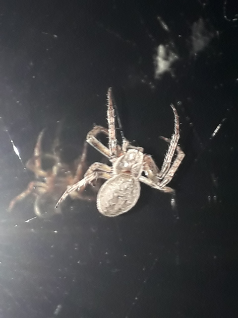 Larinioides ixobolus - ereszalji keresztespók