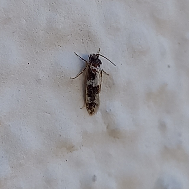 Neurothaumasia ankerella - magyarmoly