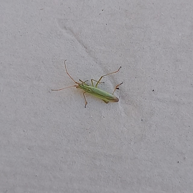 Trigonotylus