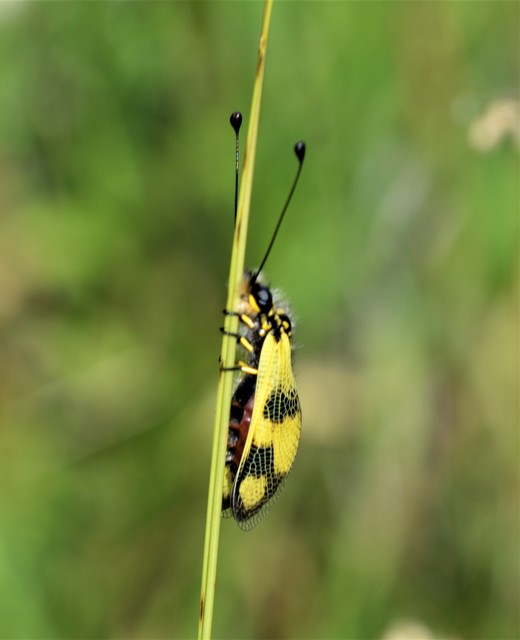 Libelloides macaronius - keleti rablópille