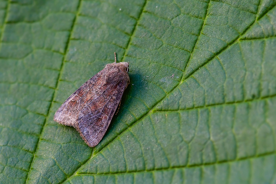 Parastichtis suspecta - sötét erdeibagoly