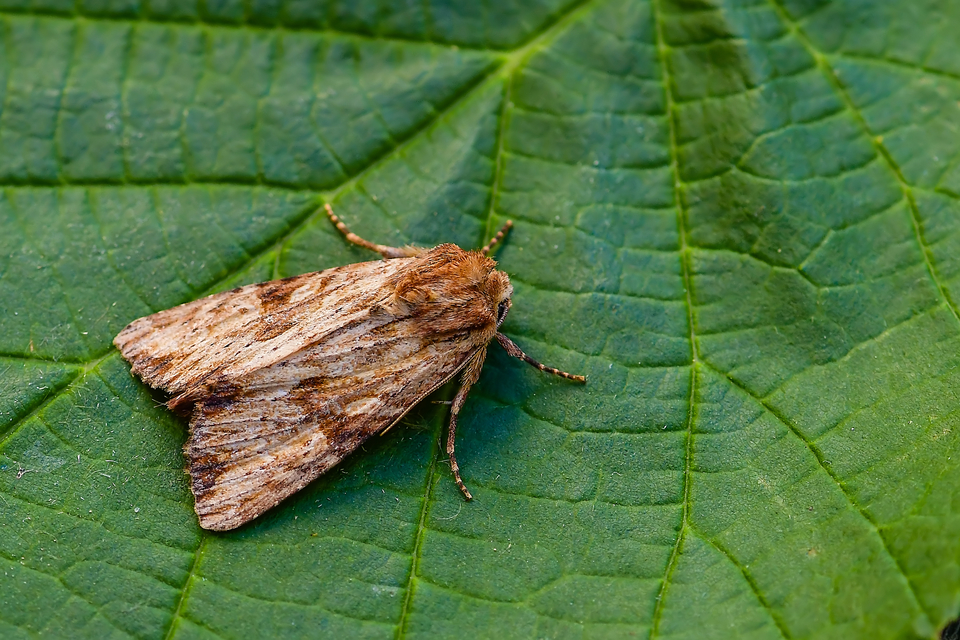 Apamea sublustris - sárgás dudvabagoly
