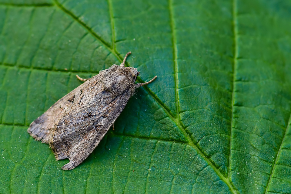 Apterogenum ypsillon - ipszilon-erdeibagoly