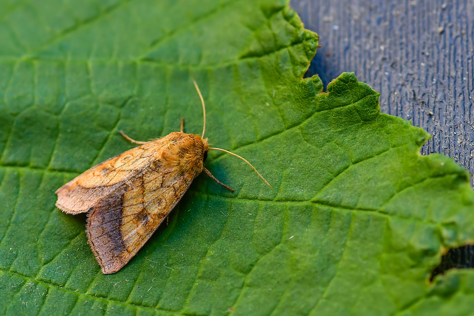 Pyrrhia umbra - iglicebagoly
