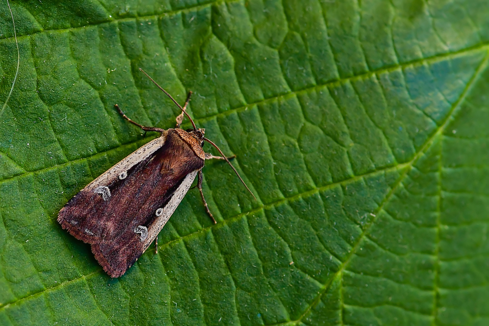 Ochropleura plecta - fehérszegélyű fűbagoly
