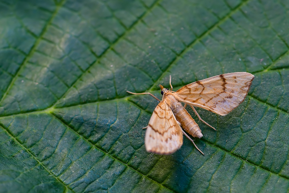Eulithis pyraliata - sárga galajaraszoló