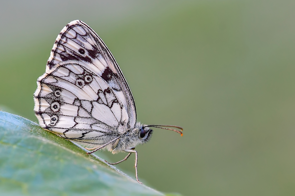 Melanargia galathea - sakktáblalepke