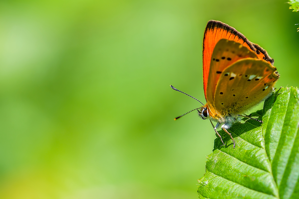 Lycaena virgaureae - arany-tűzlepke