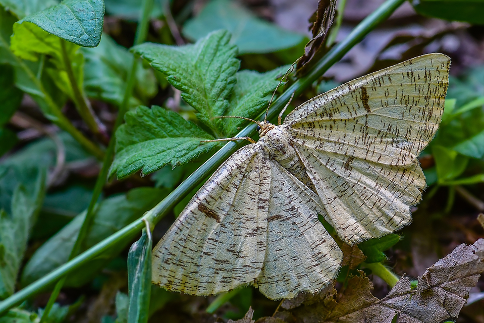 Angerona prunaria - sárga kökényaraszoló