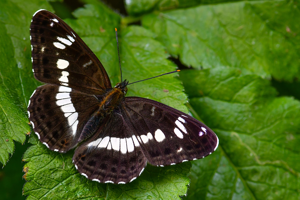 Limenitis camilla - kis lonclepke