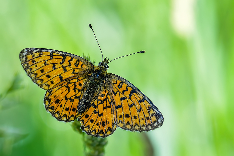Boloria selene - fakó gyöngyházlepke