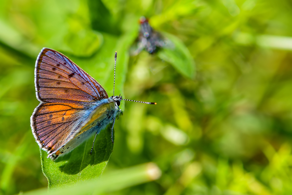 Lycaena alciphron - ibolyás tűzlepke