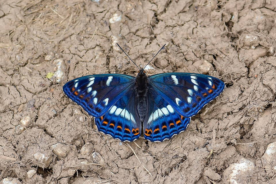 Limenitis populi - nagy nyárfalepke